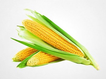 Corn 5237025 640